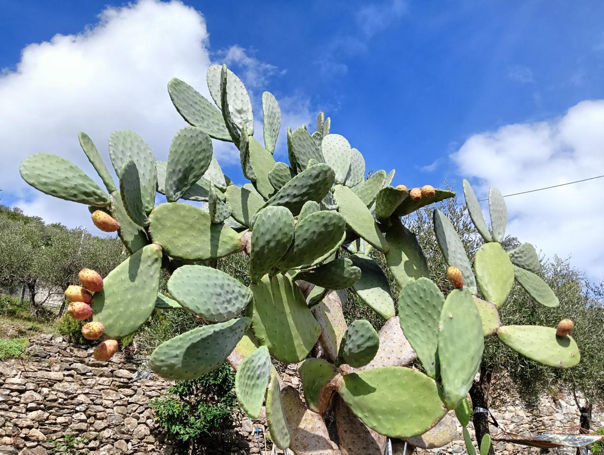 Le Drupe Villa Chiavari Buitenkant foto